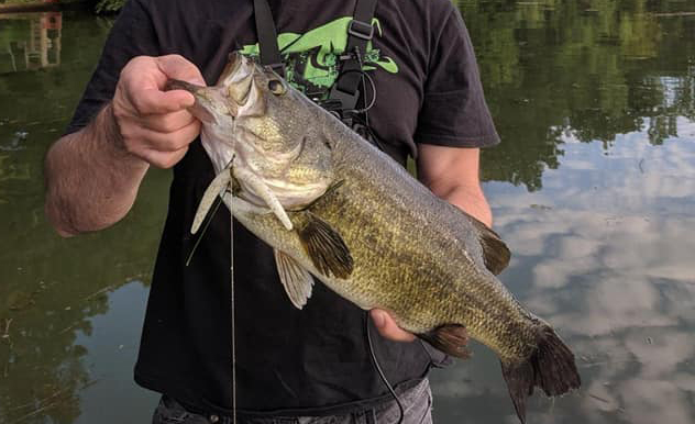 Largemouth Bass