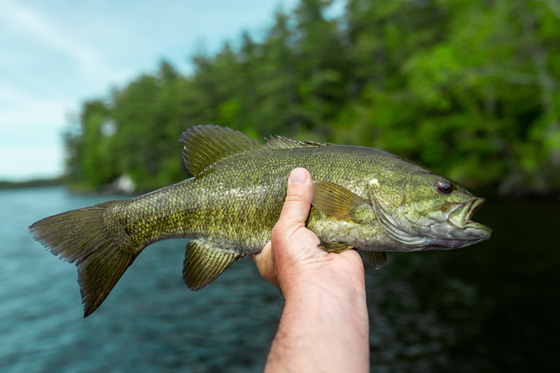 Smallmouth Bass