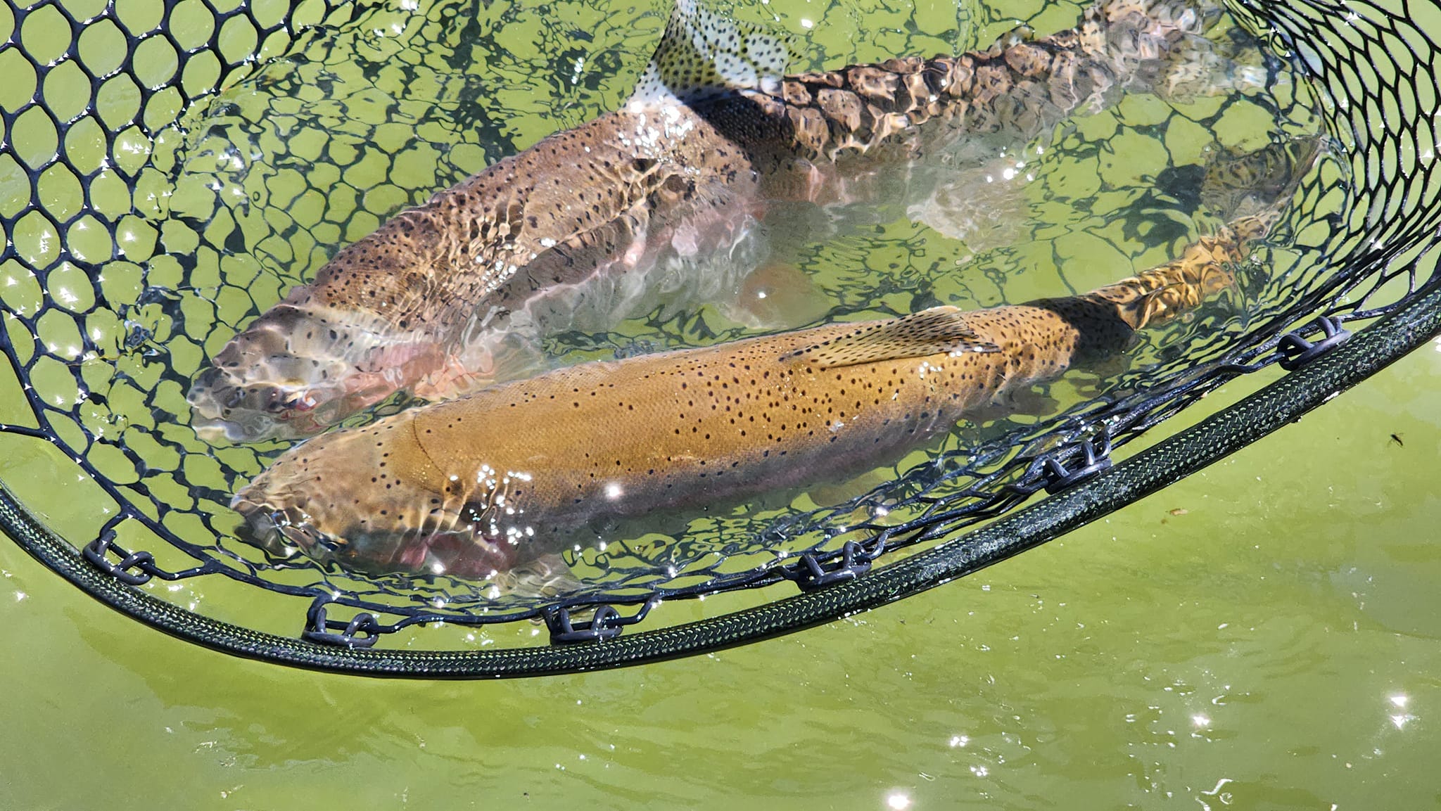 Trout Fishing Miracle Mile